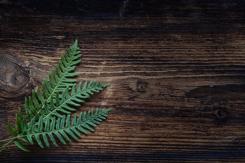 Ferns