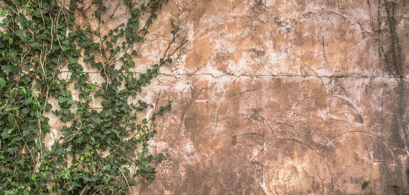Climbing Plants