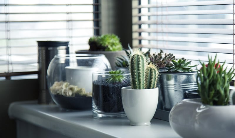 Succulent Terrarium